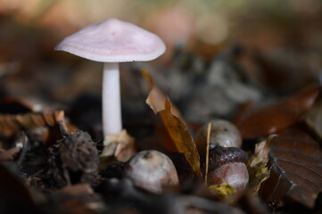 Mushrooms © Kasia R.