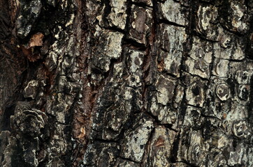 clear and beautiful looking wood grain pattern