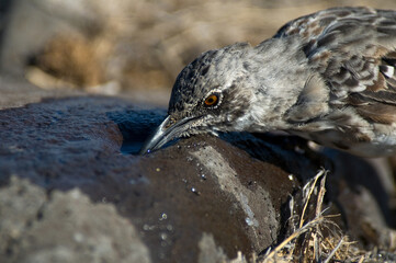 Hood Mockingbird, Mimus macdonaldi