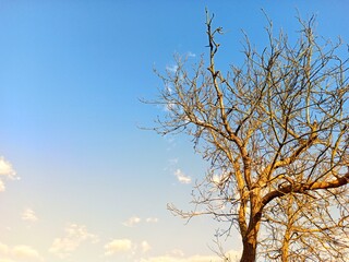 tree and sky