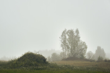 small overgrown knoll on the background of trees in the fog