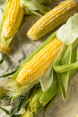 Raw Organic Sweet Corn on the Cob