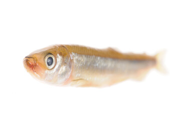 白バックに公魚