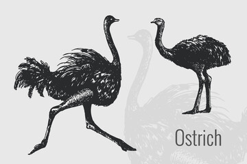 Ostrich. The vintage-inspired silhouette. Logo. Vector illustration.