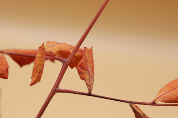 colored dry autumn leaves on the background