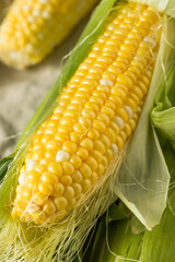 Raw Organic Sweet Corn on the Cob