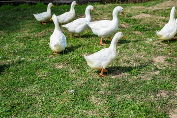 Obraz premium white geese in the grass
