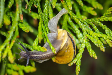 Eine Nahaufnahme einer Bänderschnecke, Cepaea. Sie gehören zu den Schnirkelschnecken.