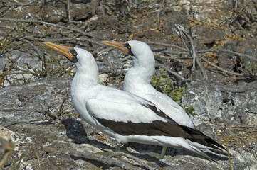 Nazca Booby, Sula granti