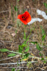 Portrait einer einzelnen Mohnblume auf einer Wiese.