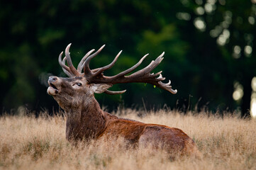 Roaring red deer stag