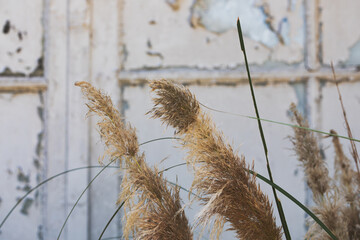 cortaderia flower in front of an old vintage wall. wonderful background image. copy space. concept background, card, text space.