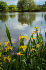Nahaufnahme, Portrait von gelben Wasserlilien an einem Flussufer.