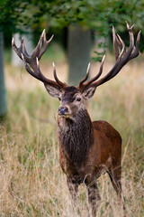 Beautiful red deer stag
