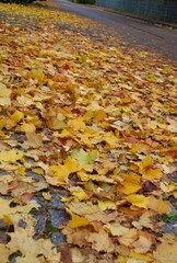 viele gelbe Blätter auf einer Strasse im herbst