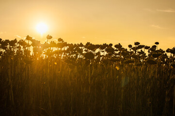 dried ripe sunflowers in the field, silhouette on the evening sky background