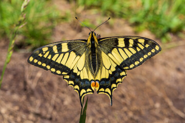 Schwalbenschwanz - Schmetterling - Falter 