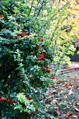 grüner Busch mit roten Beeren im Sonnenlicht 