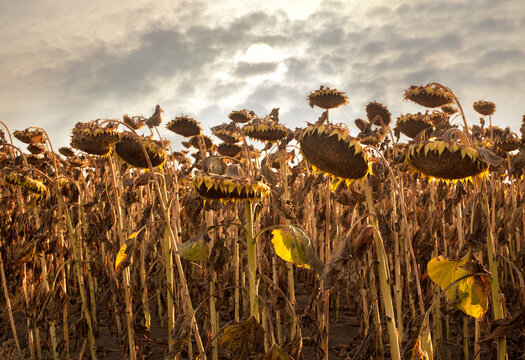 dried sunflower heads, crops are waiting to be harvested at evening