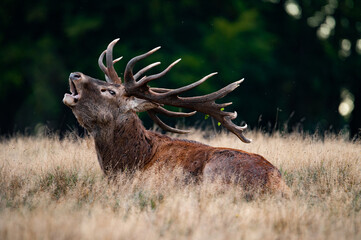 Roaring red deer stag - obrazy, fototapety, plakaty