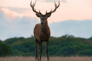 Beautiful red deer stag