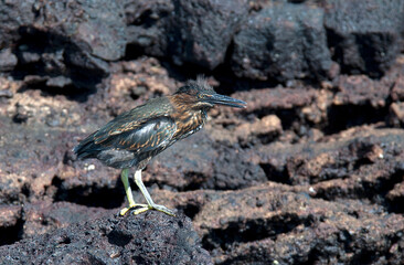 Green Heron, Butorides virescens