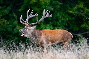 Naklejka na ściany i meble Roaring red deer stag