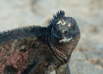  Marine iguana, Amblyrhynchus cristatus