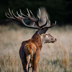 Beautiful red deer stag