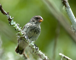 Medium ground finch, Geospiza fortis