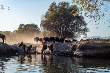 wild buffalos in lake Erciyes Mountain Kayseri, Turkey