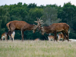 Fighting red deer stag