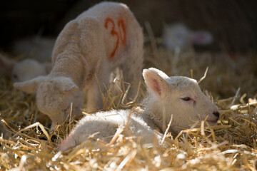 New born Lleyn lamb at lambing time, UK © A Linscott
