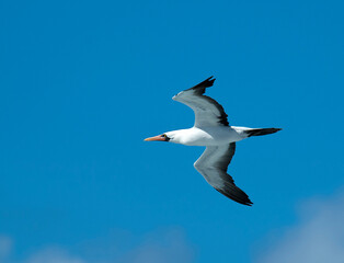 Nazca Booby, Sula granti