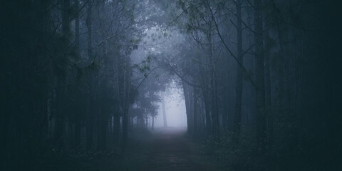 Misty landscape with fir forest in hipster vintage retro style, Scenery with path in dreamy foggy forest