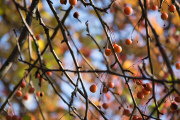 Bare tree branches with berries. Autumn background
