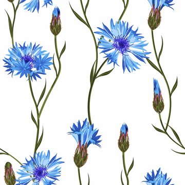 Cornflower floral seamless pattern on a white background. 