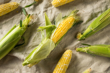 Raw Organic Sweet Corn on the Cob