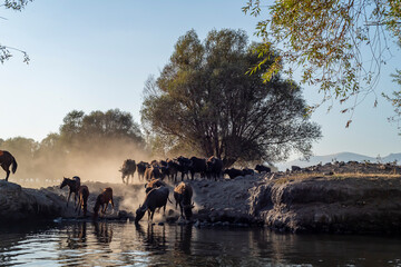 Fototapete bei efototapeten.de bestellen   