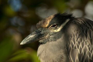 yellow-crowned night heron, Nyctanassa violacea