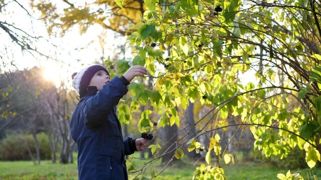 A child in the autumn Park plays and laughs merrily, he plays with yellow leaves and Rowan berries. Sunny autumn day in the Park