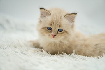 Kitten on a white background