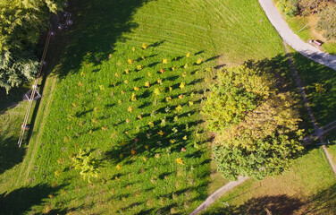 Fototapeta na wymiar Top view of autumn city european park with yellow and green trees