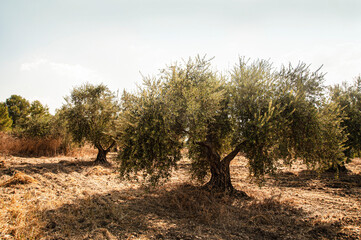 Old olive trees. Plantation near Latrun Monastery. Israel.
