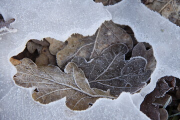 Oak leaves fell through the ice. An impression of a oak leaf in the ice.