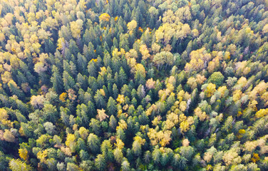 Naklejka na ściany i meble Aerial view of the autumn European forest with yellow and green trees