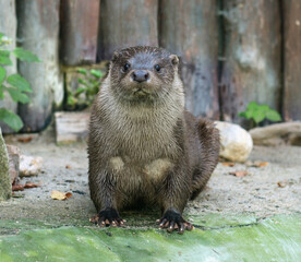 Eurasian otter (Lutra lutra). Portrait