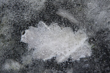 A leaf of the oak fell through the ice. An impression of a oak leaf in the ice.