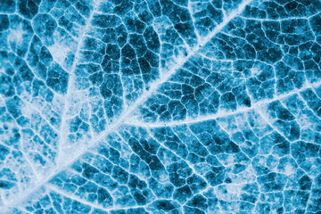 Tree leaf close-up. Horizontal dark blue plant background or wallpaper. A mosaic pattern similar to...