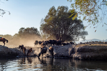 Fototapete bei efototapeten.de bestellen   